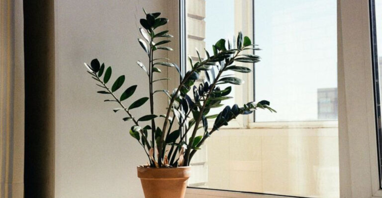 zz plant