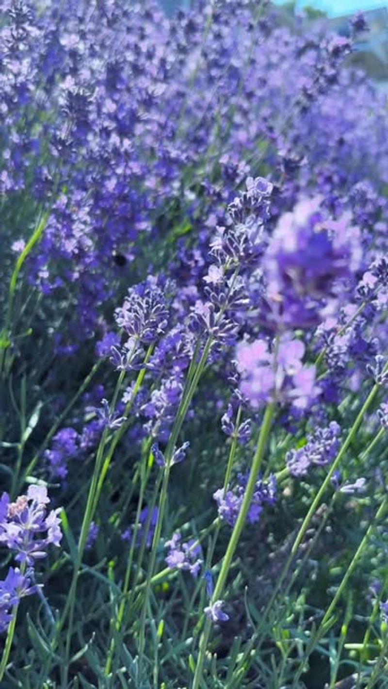 Wonderful Fragrance Enhances Outdoor Living