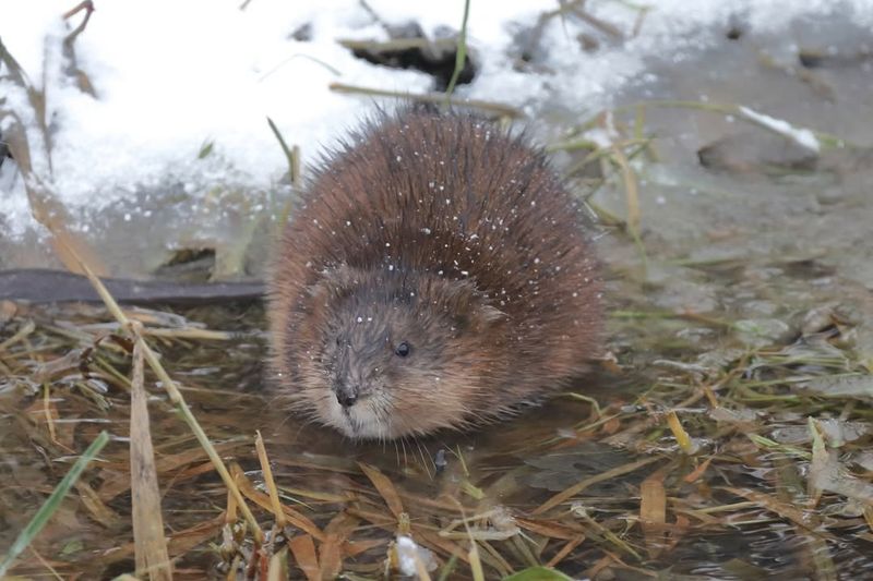 Muskrat (Ondatra Zibethicus)