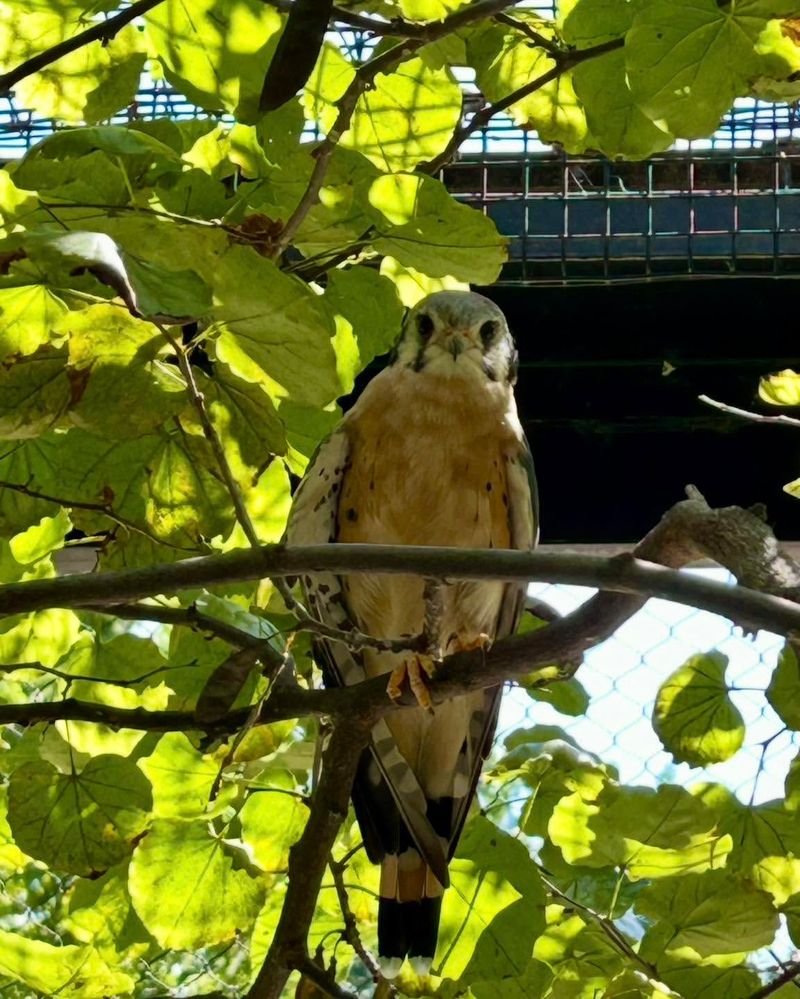 Raptors (Hawks, Falcons, Kestrels)