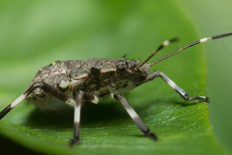 Stink Bugs (Brown Marmorated Stink Bug)