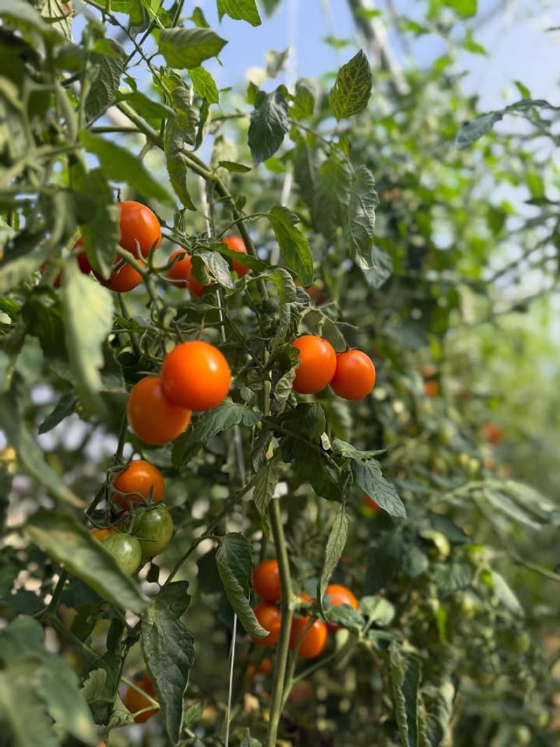 Spots Too Close To Heat Reflecting Surfaces