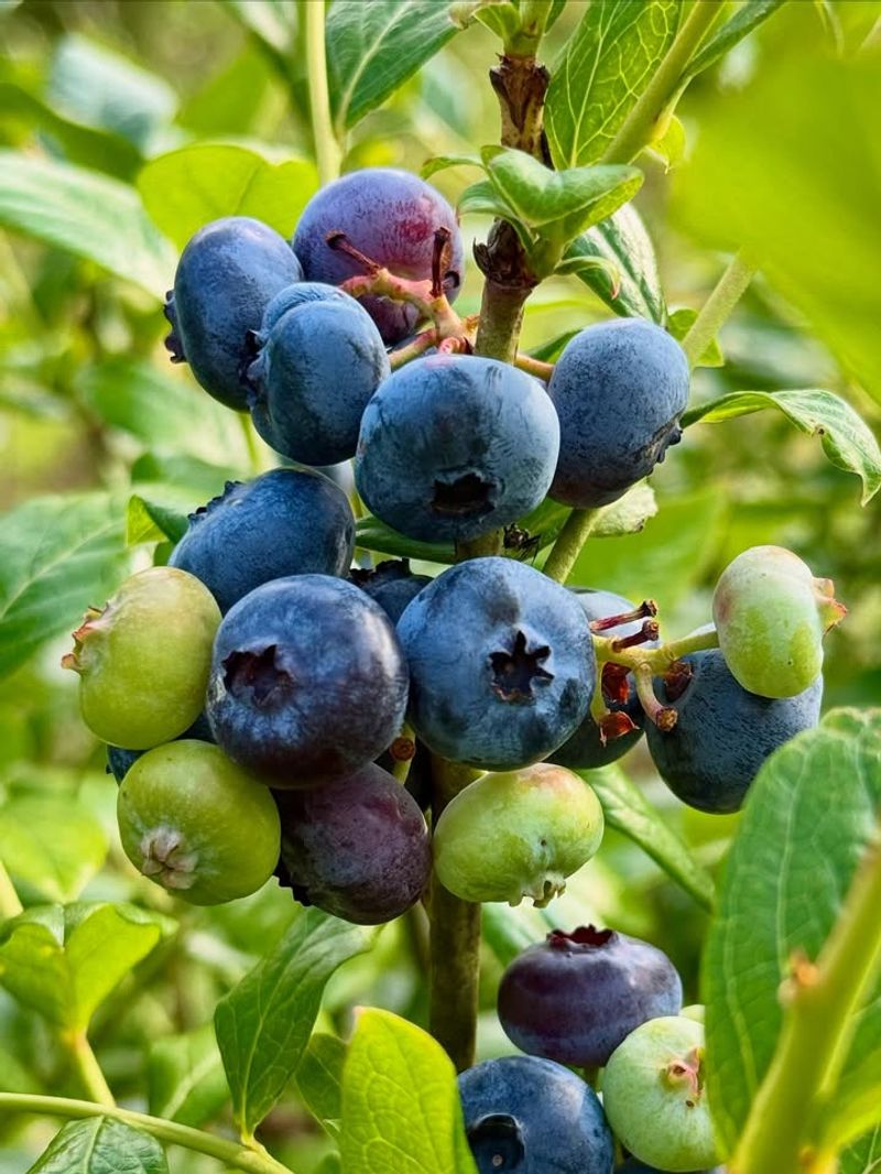 Blueberry Bush