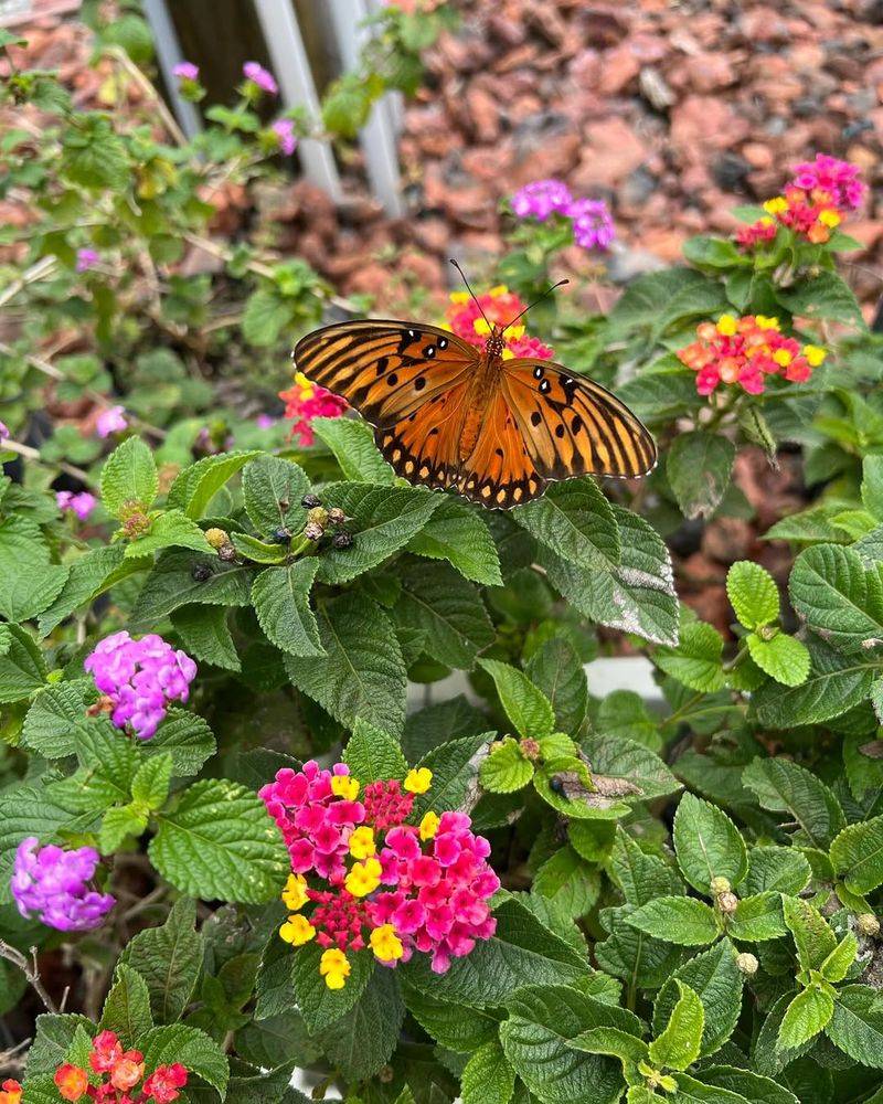 Lantana (Lantana camara)