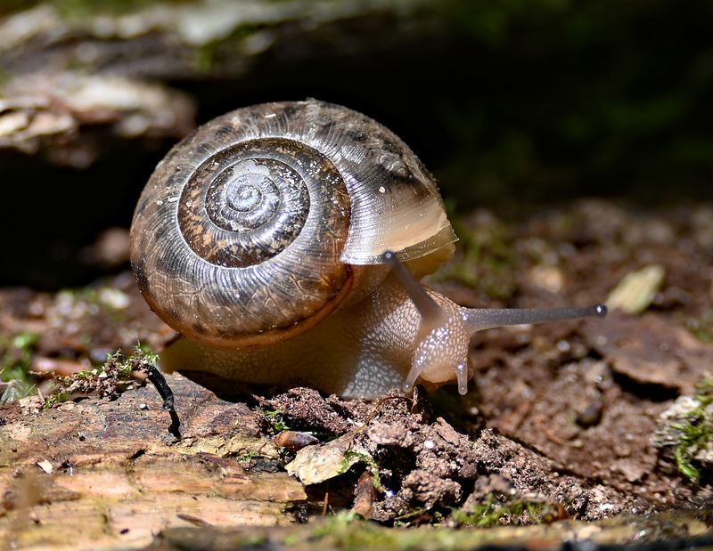 Natural Predators Help Control Snail Numbers In Florida Gardens