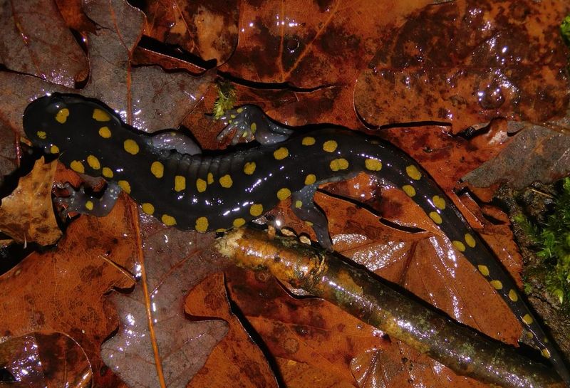 Salamanders