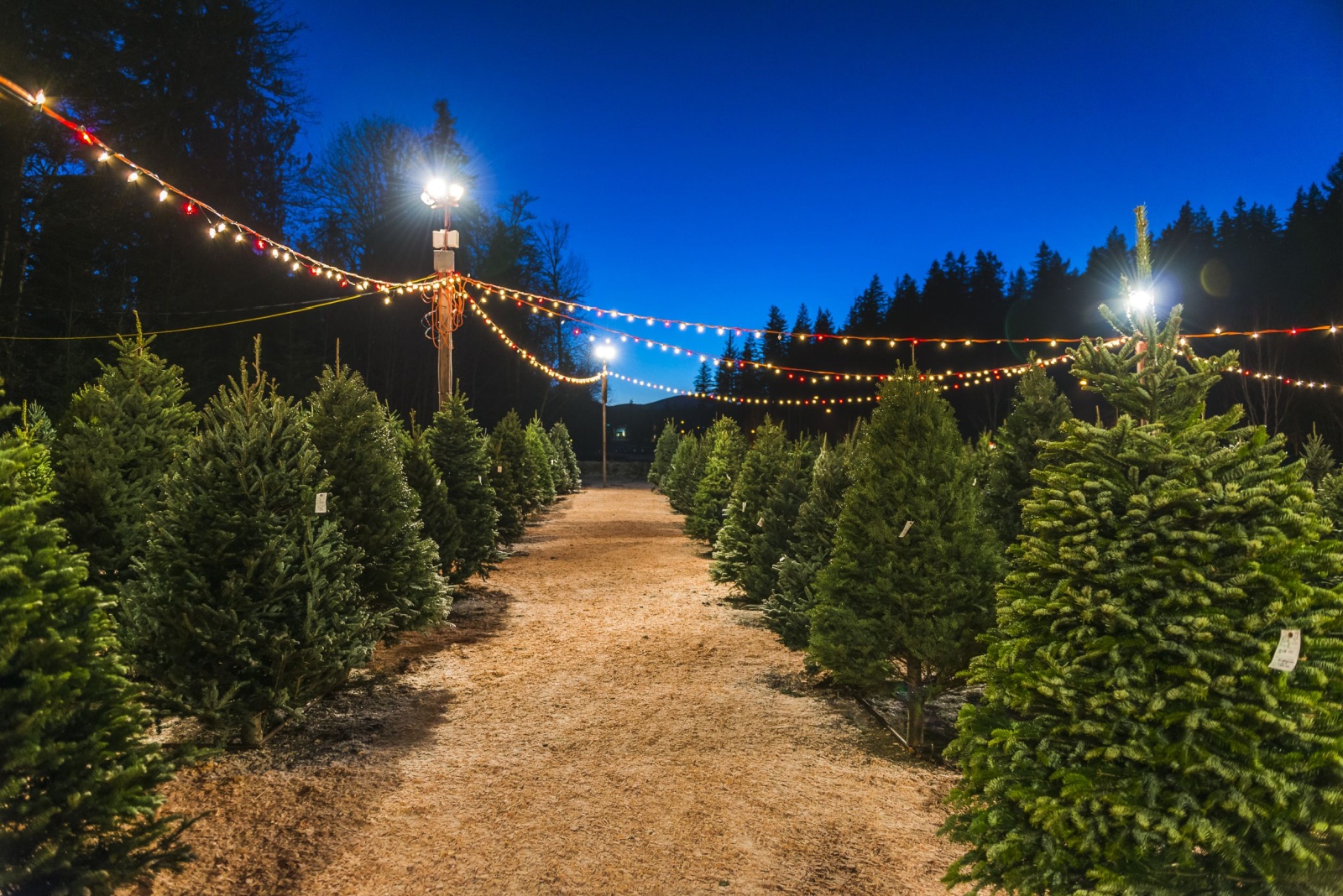 Beginner’s Guide To Buying Fresh Christmas Trees In Georgia And What Every Buyer Should Know