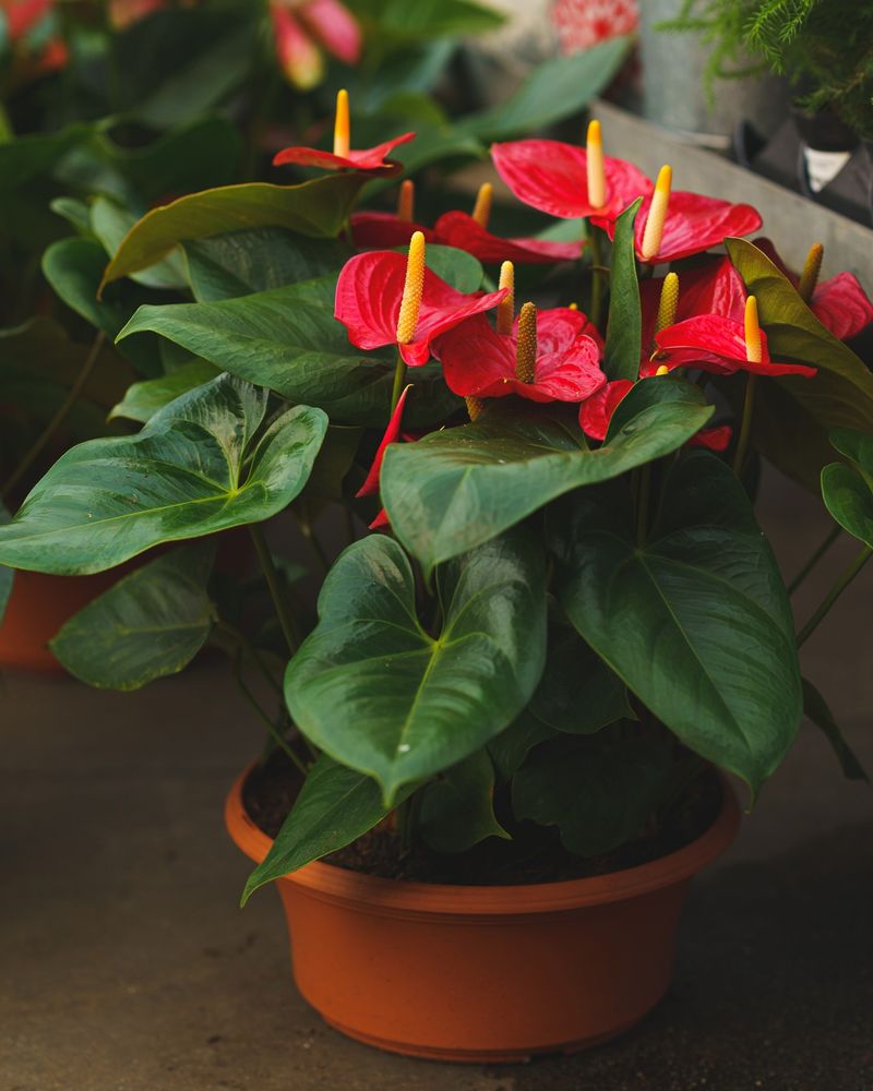 Anthurium