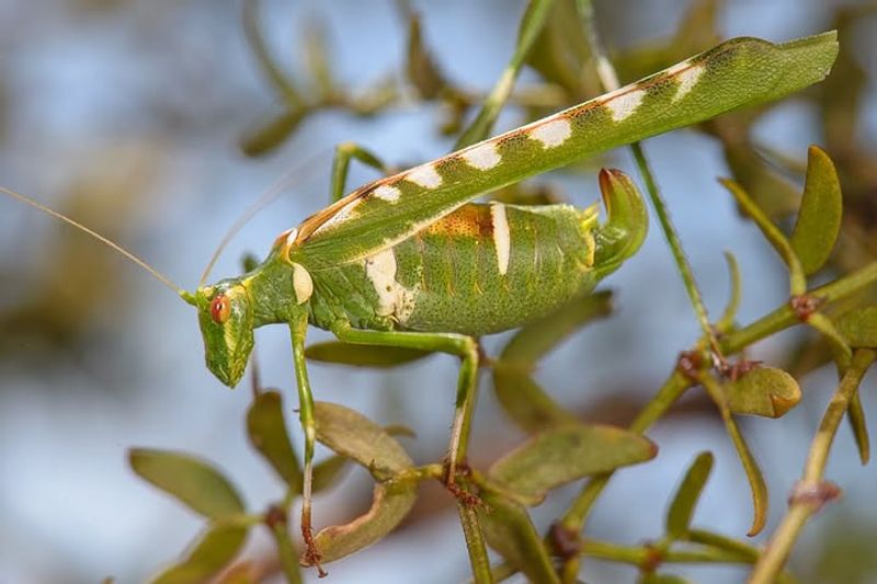 Wildlife That Depend On Creosote For Shelter And Food