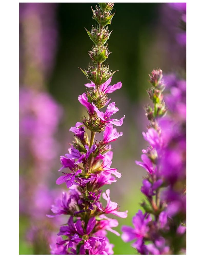 Purple Loosestrife