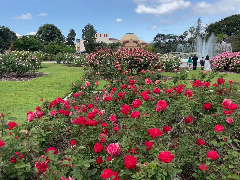 Exposition Park Rose Garden In Los Angeles