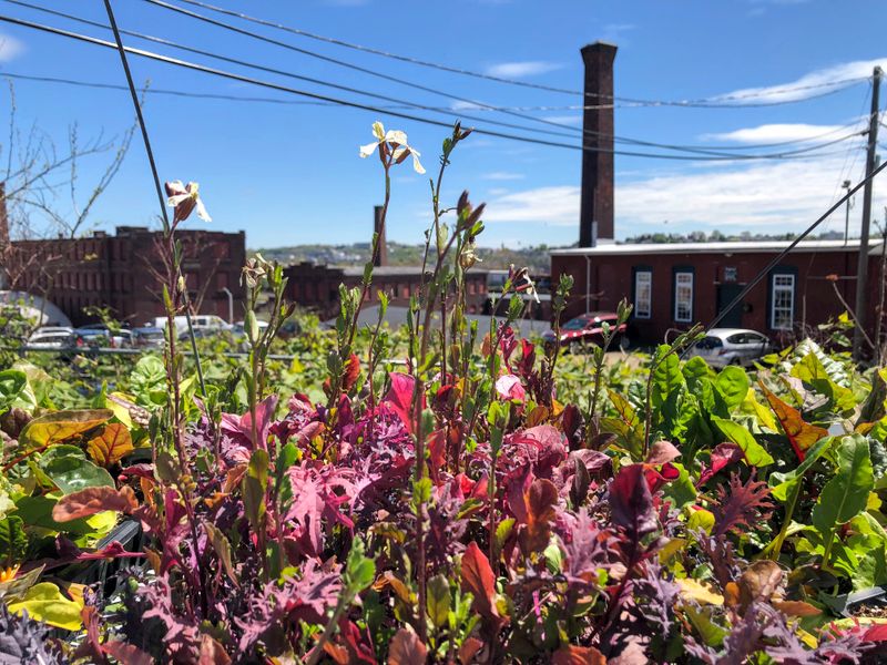 Worcester Urban Rooftop Oasis