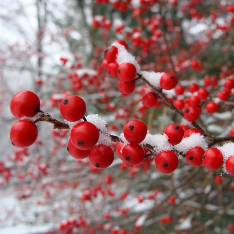Winterberry Holly (Ilex Verticillata)