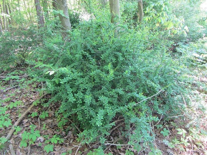 How To Spot This Problem Shrub