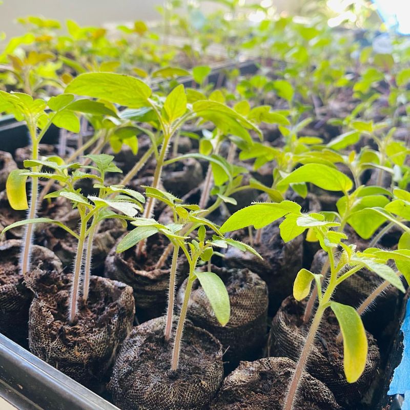 Guaranteed Plant Quality And Freshness