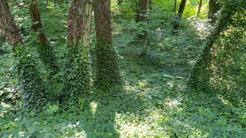 Community Efforts Make The Biggest Impact Against Ivy Spread