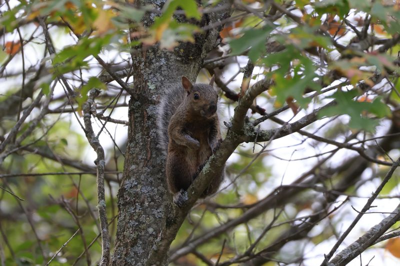 More Wildlife Habitats in Urban Areas