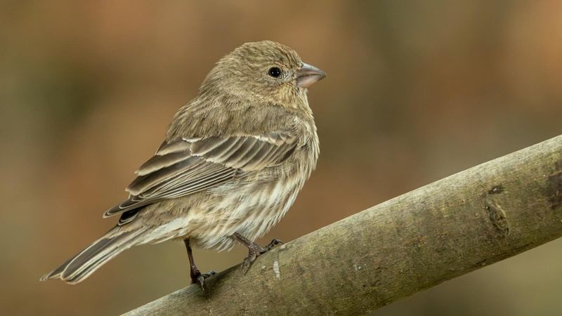 Decreased Predator Activity