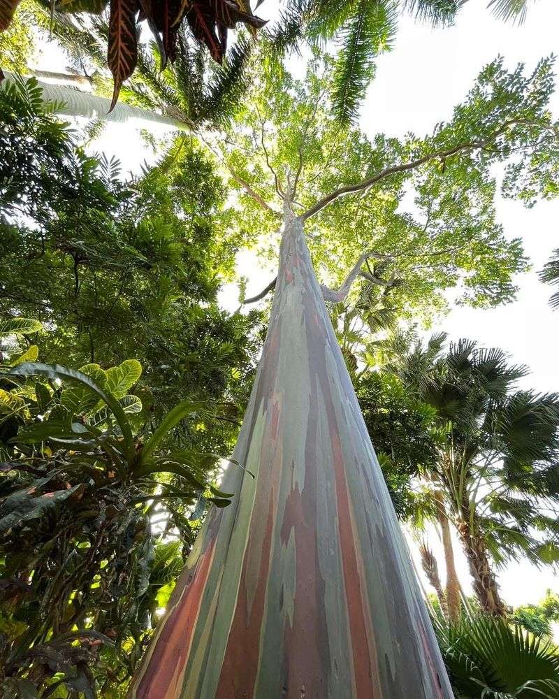 Botanical Gardens And Arboretums In Warm Texas Cities