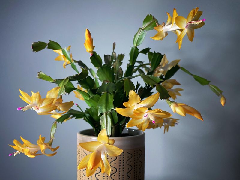 Yellow Christmas Cactus (Rare Cultivars)