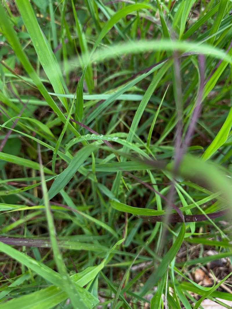 Switchgrass (Panicum Virgatum)