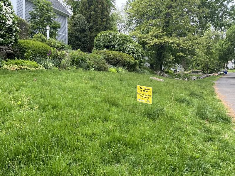 Native Grass Lawns Need Mowing Only Once Or Twice Per Year