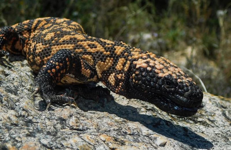 Gila Monster