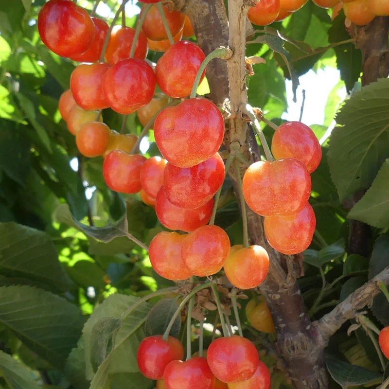 Rainier Cherry