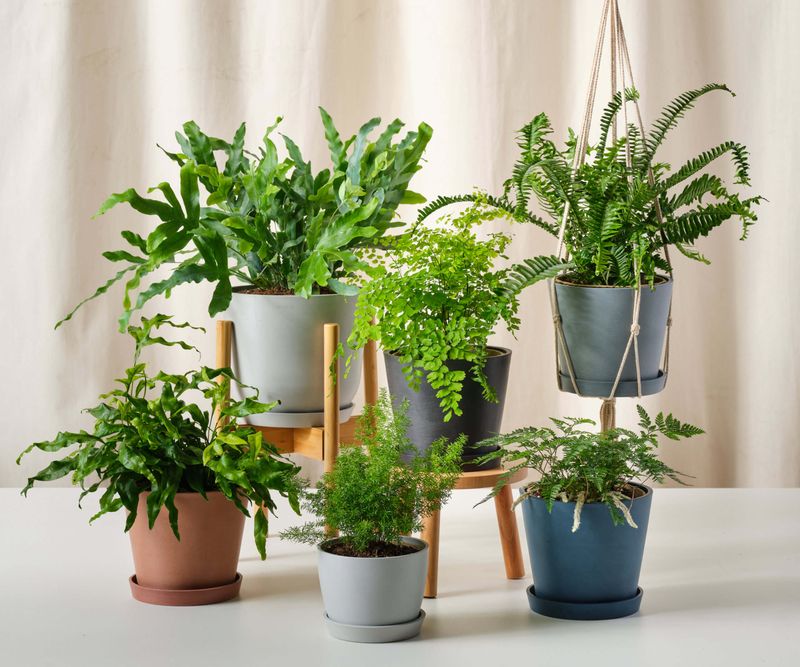 Fern Collections Create Lush Green Corners