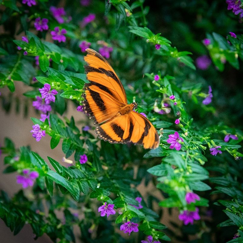 Butterfly Gardens Bloom With Color