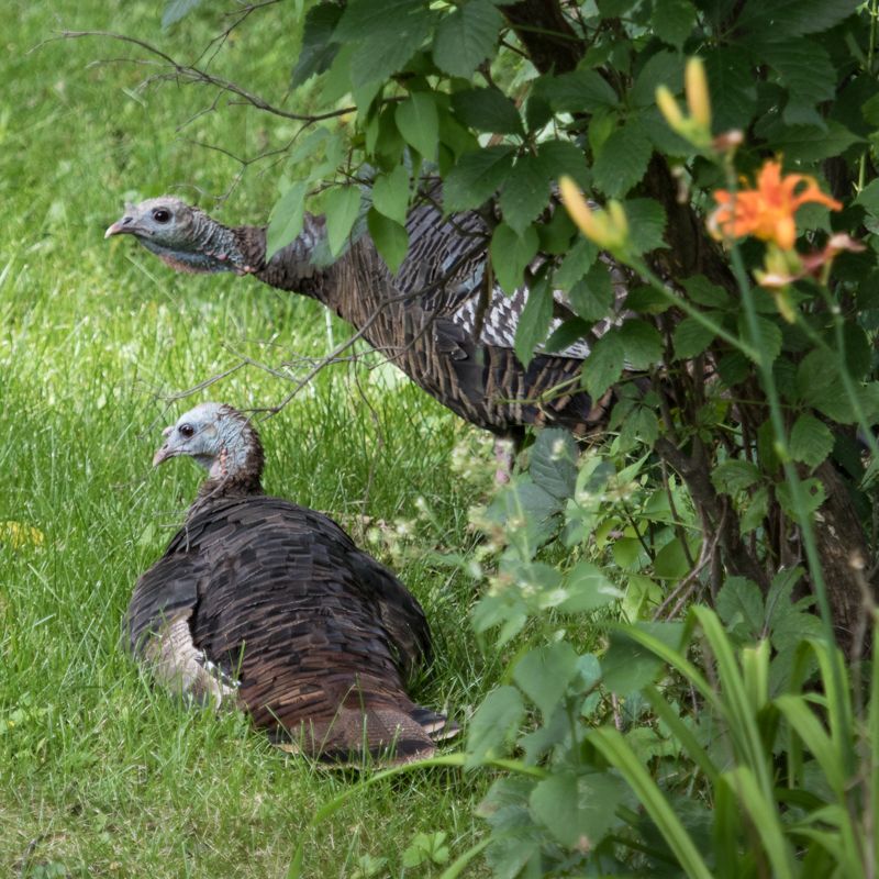 Gardens Offer Shelter Near Tree Lines