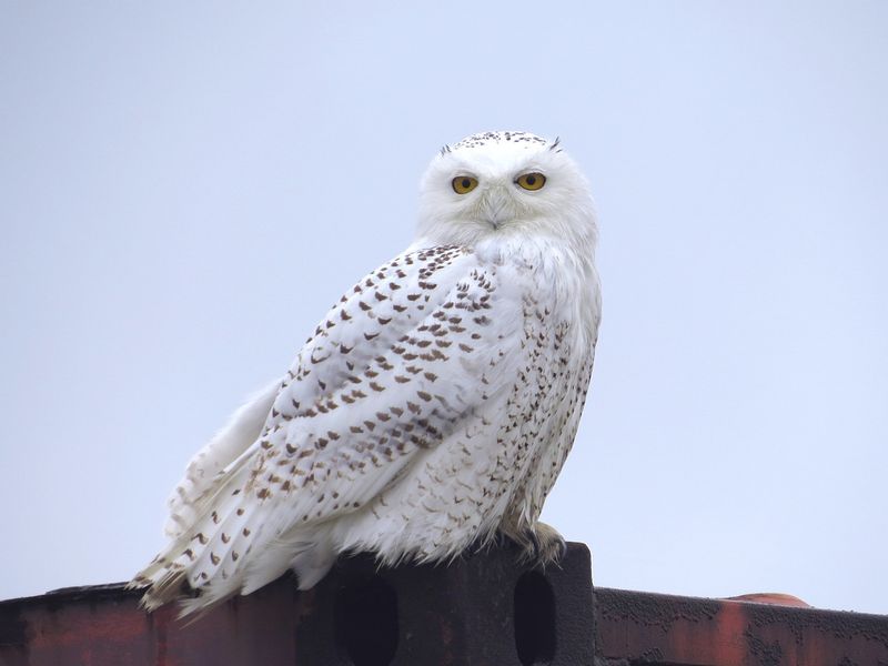 Climate Change Alters Traditional Migration Patterns