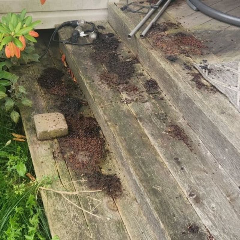 Droppings Left Behind In Specific Areas