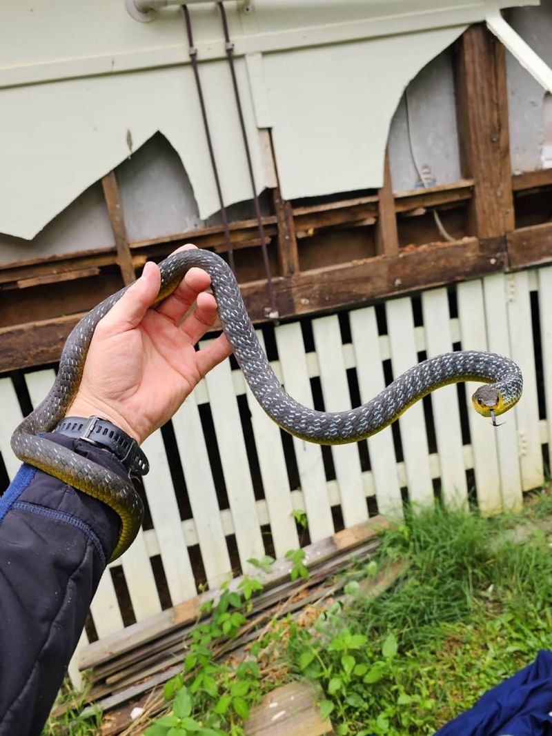 Strange Smells Near Hiding Spots