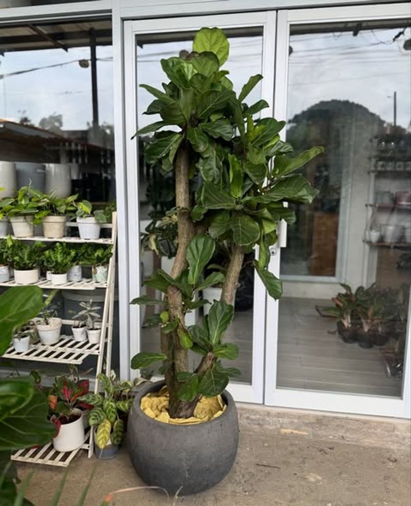 Fiddle Leaf Fig