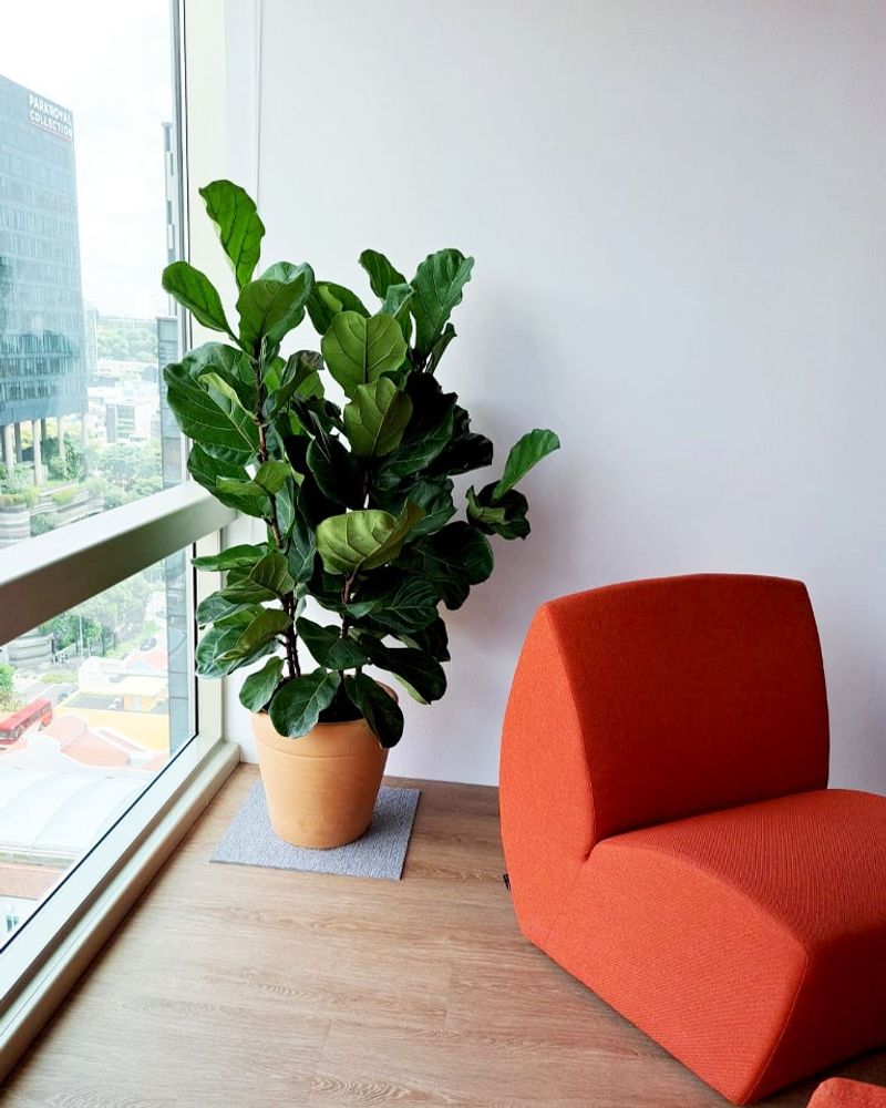 Fiddle Leaf Fig (Ficus Lyrata)