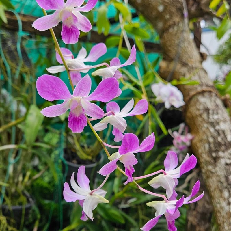 Orchid (Phalaenopsis And Dendrobium Varieties)