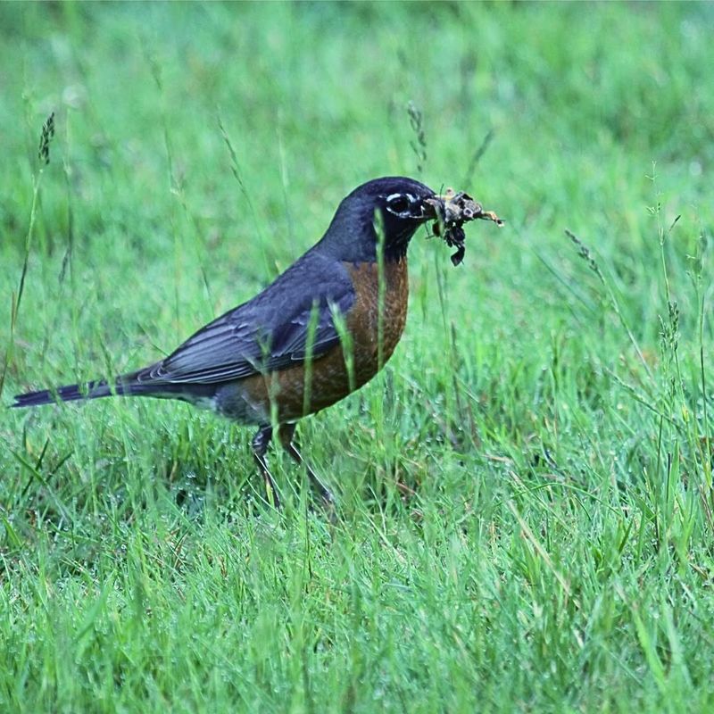 Bird Sanctuary Attracts Diverse Wildlife Species