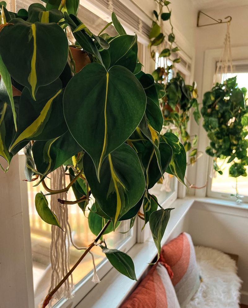Philodendron Brasil
