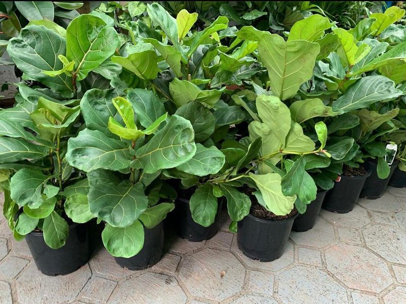 Fiddle Leaf Fig