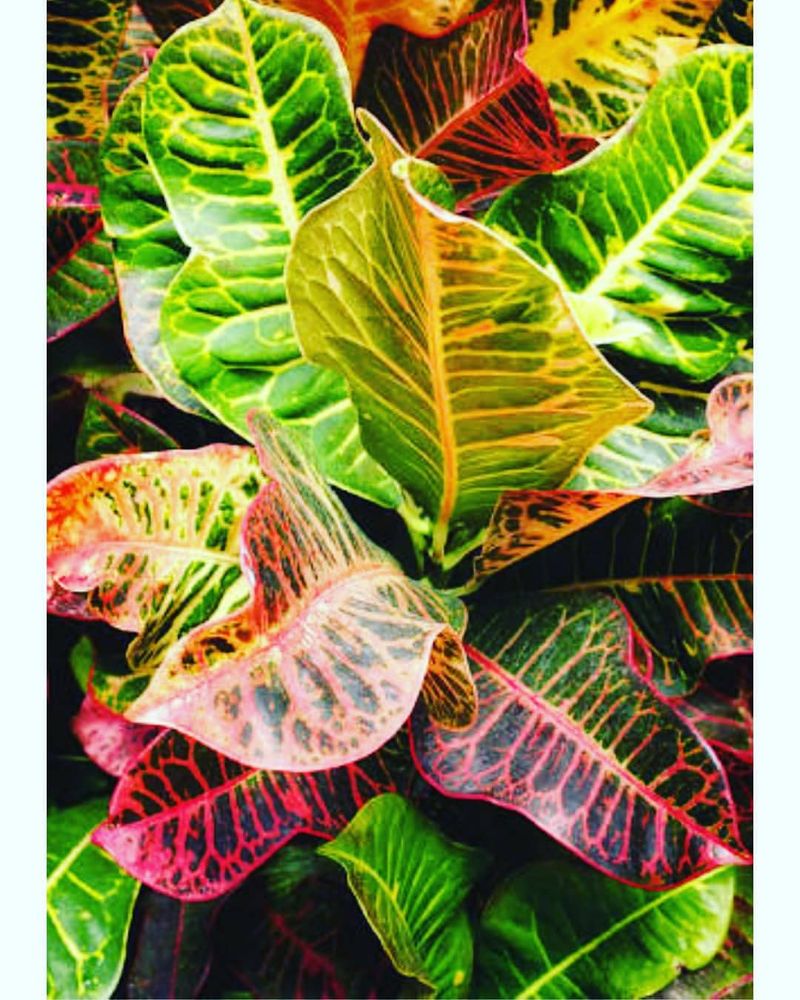 Croton