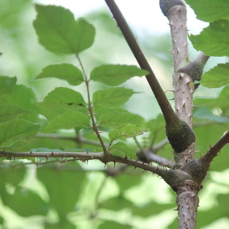 It Thrives In Poor, Dry, Or Compact Soils