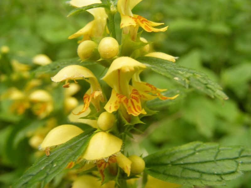Yellow Archangel (Lamiastrum galeobdolon)