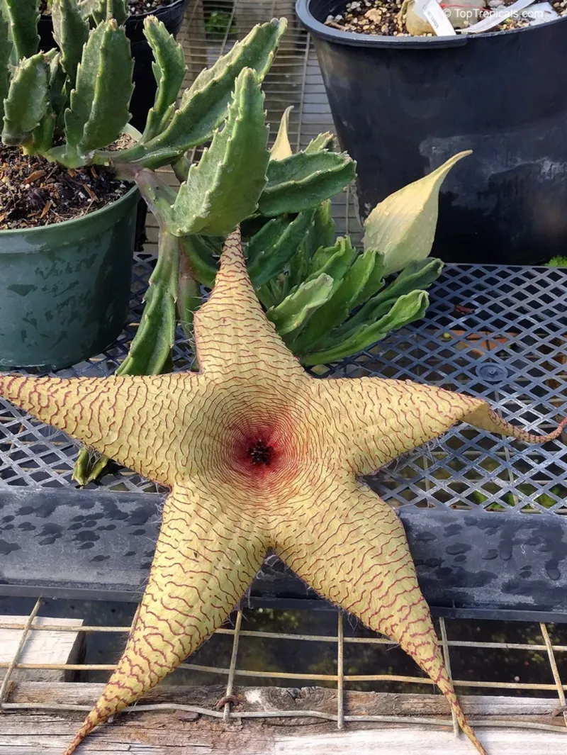 Stapelia Gigantea