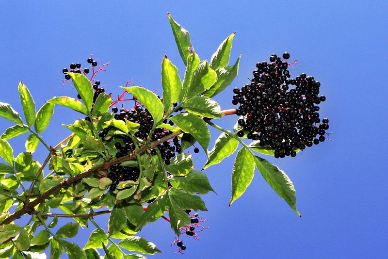 Elderberry Shrubs Attract Diverse Species