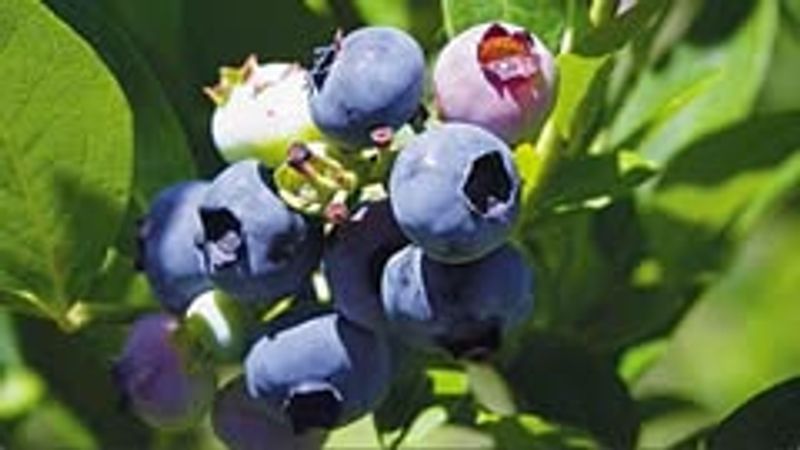 Blueberry (Vaccinium Spp.)
