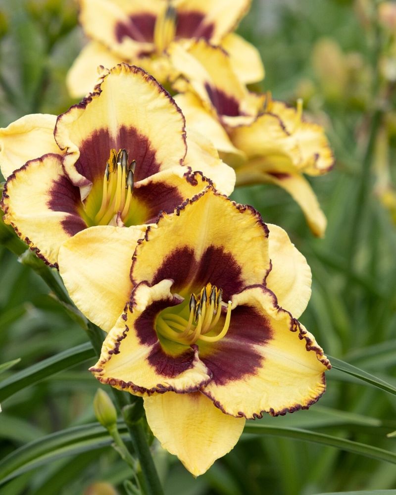 Daylilies