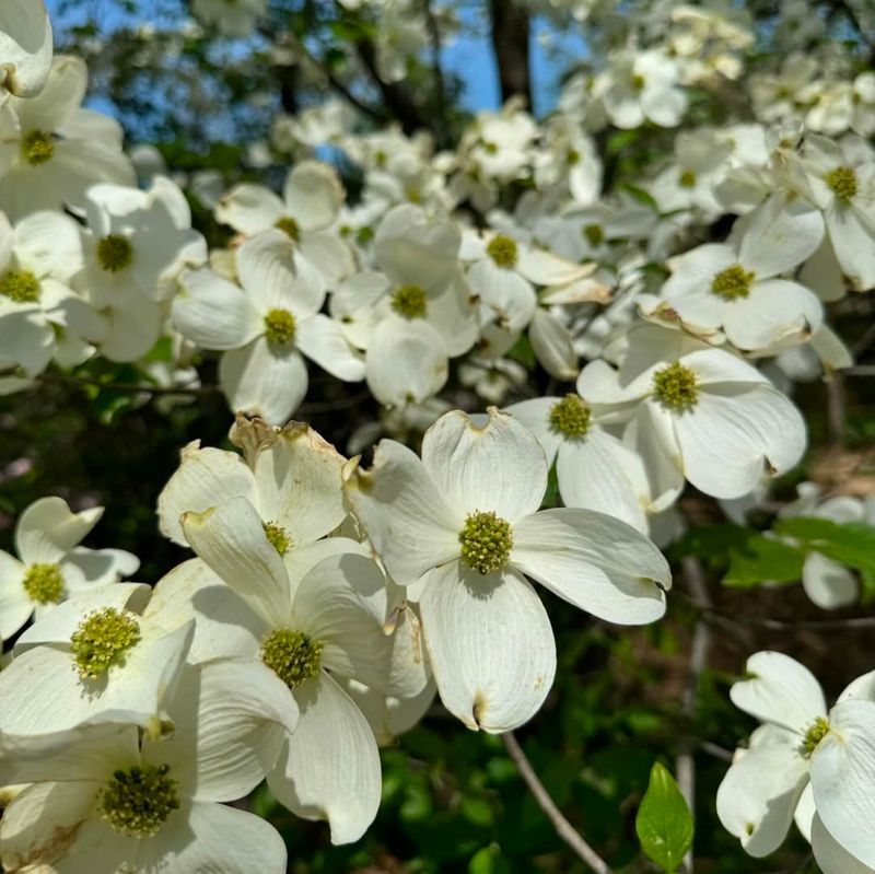 Flowering Dogwood