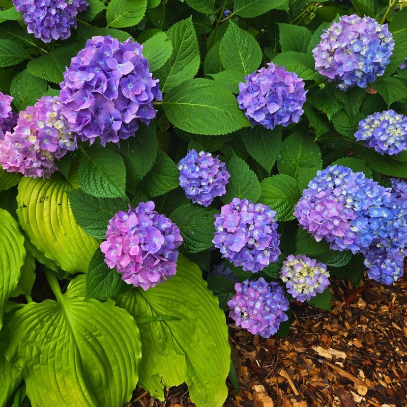 Hydrangea
