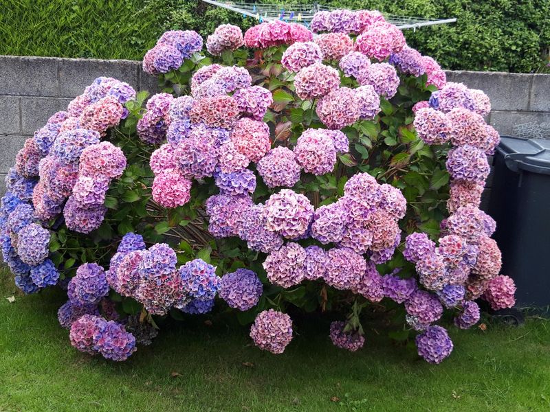 Hydrangea